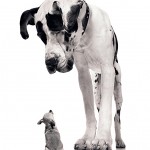 Big dog